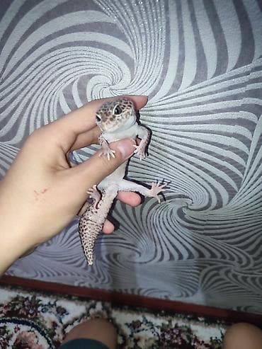 Эублефар (леопардовый геккон) - Вид: Eublepharis macularius