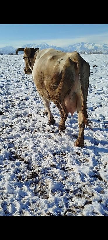 отруби акун: Продаю | Корова (самка) | Для молока — 1