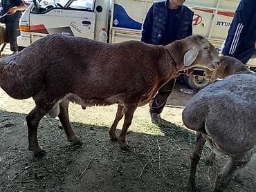 эшек жаныбар: Сатам | Кочкор (эркек) | Арашан | Көбөйтүү үчүн | Асыл тукумдуу, Жасалма жол менен боозутуу — 5