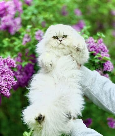 домашняя крыса: Котята породы Scottish fold Профессиональный питомник Victory Pride — 4