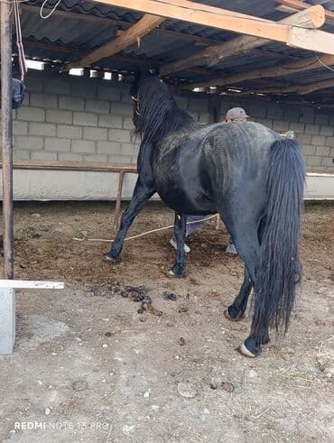 кролик цена: Продаю | Жеребец | Рабочий — 3