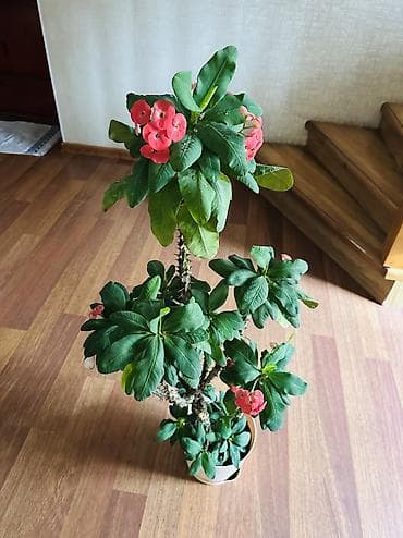 Молочай Милля (Euphorbia milii) в горшке. - Высокий куст на