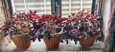 цветы гартензии: Цветы — 7