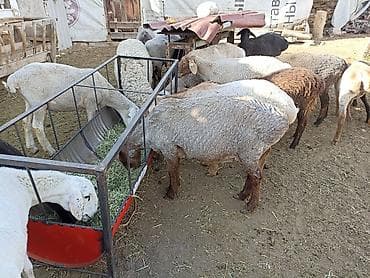 бекер иттер: Сатам | Кочкор (эркек) | Арашан | Союуга | Асыл тукумдуу — 6