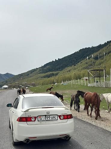 абхазия номер: Honda Accord: 2002 г., 2.4 л, Автомат, Бензин — 9