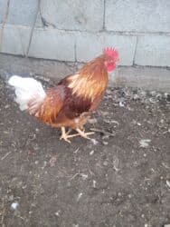 брама кохинхин цыплята: Продаю | Петух | Для разведения — 3