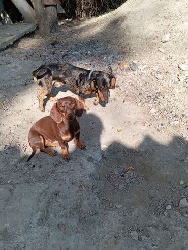 бордер колли собака: Такса, 3 года, Самец — 5