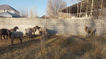 ящик под инструменты: Продаю | Овца (самка) | Для разведения | Матка — 3