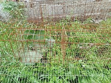 авган кой: Продаю клетки для курей,в количестве 6штук,в каждую помещается 16 — 2