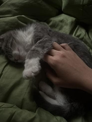 Кошка даром: Британская короткошёрстная, 3 месяца, Девочка, Приучена к лотку