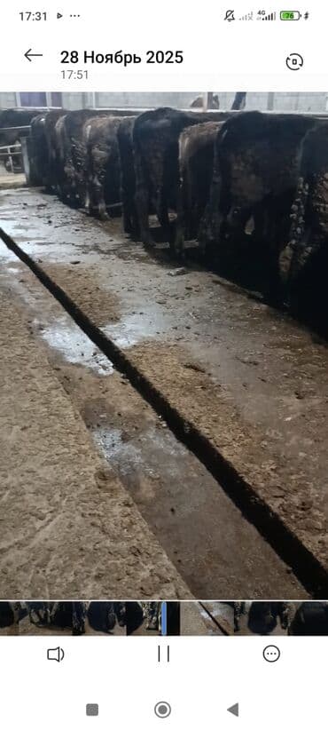 ящик почтовый: Продаю | Бык (самец) | Полукровка | На откорм | Привязанные — 1