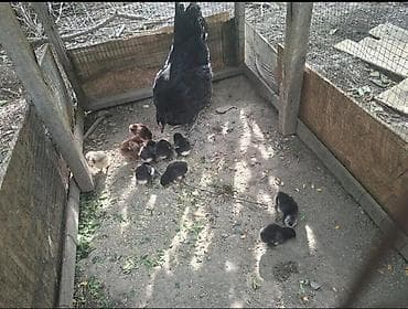 продается кашара: Продаю | Куры | Для разведения — 2