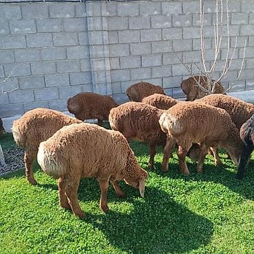 баран живой: Продаю | Ягненок | Для разведения | Племенные — 3