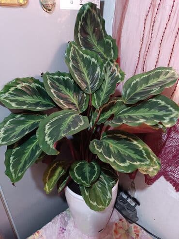 раскрой кухонной мебели с размерами: Диффенбахия (комнатное растение) в горшке - Крупный экземпляр с — 2