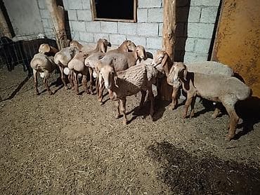 романовский баран: Продаю | Баран (самец) | Арашан — 7