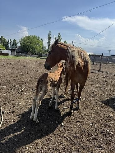 Продаю | Кобыла (самка) | Для разведения