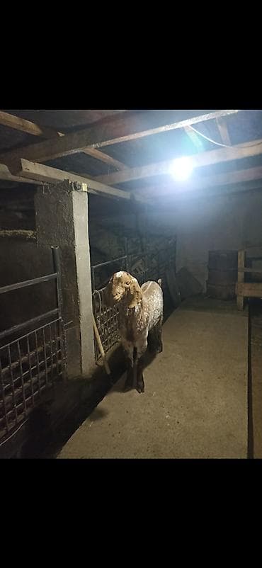 коозу кой: Продаю | Козёл (самец) | Битал | Для разведения | Осеменитель — 5