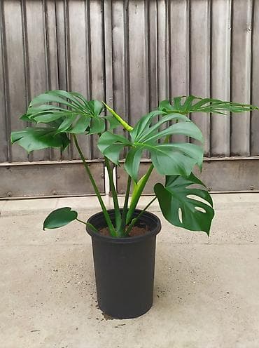 Монстера deliciosa (швейцарский сырный лист) в пластиковом горшке - at lalafo.kg Монстера deliciosa (швейцарский сырный лист) в пластиковом горшке -