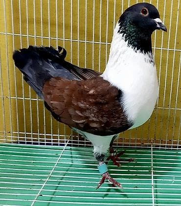 оцинкованная клетка для попугая: Штрассер один самец 1000 — 1