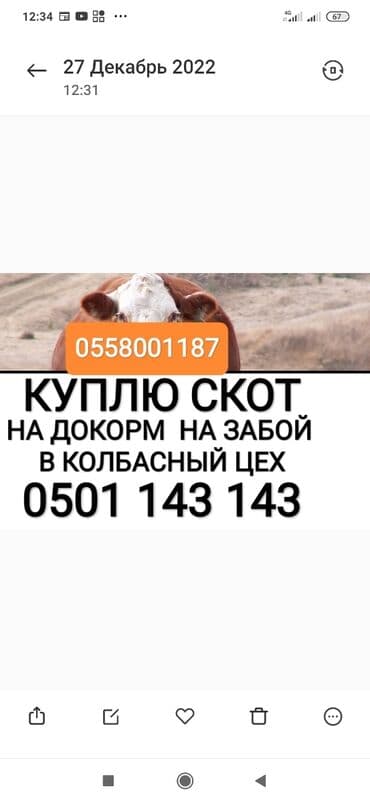 карова швиц: Куплю | Лошади, кони, Коровы, быки | Круглосуточно, Любое состояние, Забитый — 1