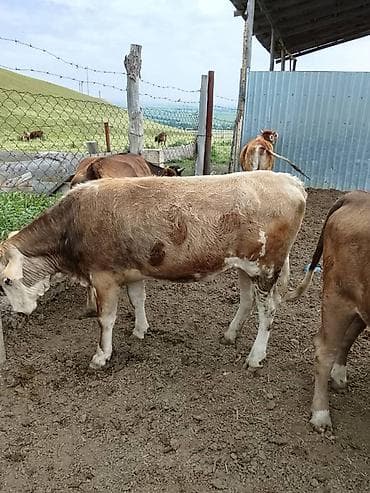биг 6: Продаю | Бык (самец) | На откорм — 7