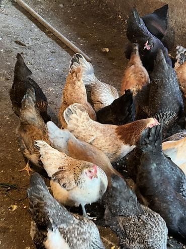 индюк бишкек: Домашние куры и петухи 80 кур и 100 петухов — 10