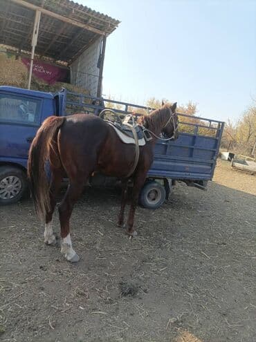 собака охотничий: Продаю | Конь (самец) | Рабочий — 2