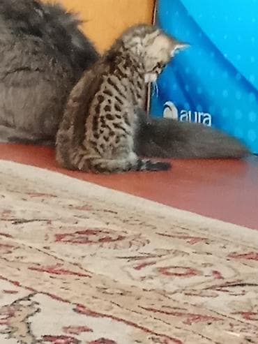 Кошки: Котята тигрового окраса - Домашние короткошёрстные малыши с ярким — 3