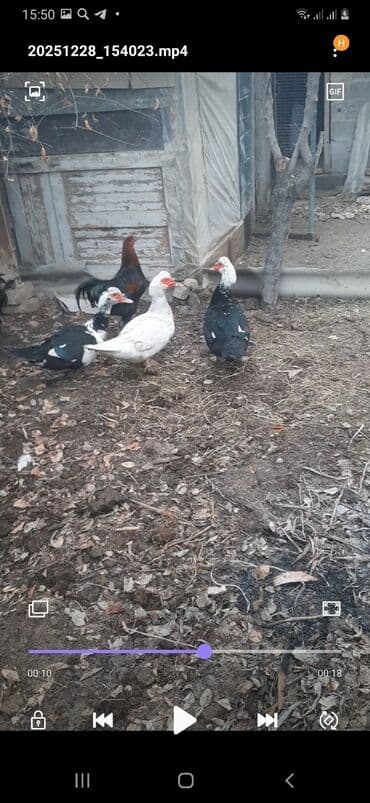 Услуги ветеринара: Индоутки, мускусные, шыптуны(3ш) 1500сом прошу — 4