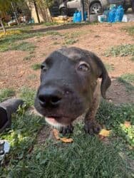 кане корсо купить щенка: Щенки Presa kanario - Очаровательные щенки с тигровым и однотонным — 11