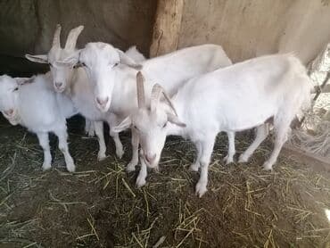 продаю породистых коров: Продаю | Коза (самка), Козёл (самец) | Зааненская | На забой, Для разведения, Для молока | Котные, Осеменитель — 4