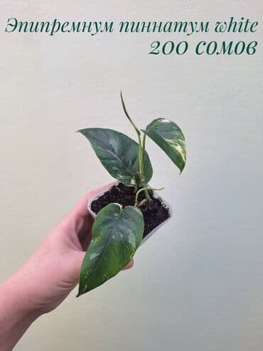 газон готовый: ● Комнатные растения (укоренённые черенки, молодые растения, взрослые — 8