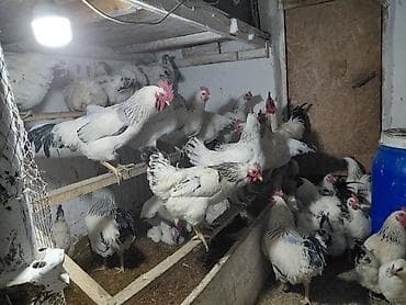 яйца куриные: Продаю | Куры | Полубрама, Домашняя, Хай-Лайн Браун | На забой, Для разведения, Несушки — 3