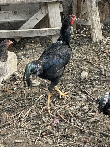 собака доберман сколько стоит: Продаю | Петух | Бойцовая | Для разведения — 1