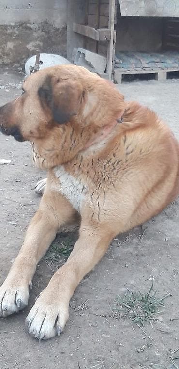 котята шотландский: Более 5 лет, Самец — 2