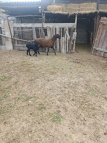 лама альпака: Продаю | Овца (самка) | Для разведения | Матка — 2