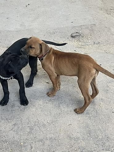 тез арада: Питбуль, 4 айлык, Ургаачы, Эмделген — 2