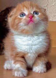 шотландская кошка скоттиш страйт: Скотиш Фолд (Шотландская вислоухая), 2 месяца, Девочка, Приучена к лотку — 3