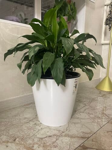 купить газонную траву в бишкеке: Женское счастье! — 1