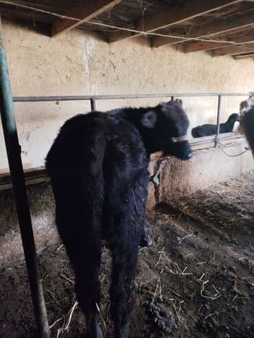 Кемирүүчүлөр: Сатам | Бука (эркек) | Бордоп семиртүү үчүн | Байланган — 5