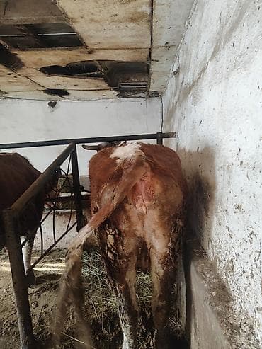 А/ч жаныбарларын сатып алам: Сатам | Бука (эркек) | Симментал | Бордоп семиртүү үчүн | Байланган — 3