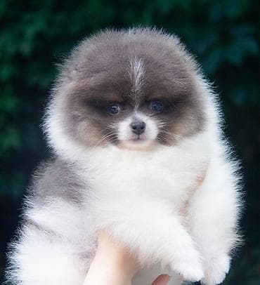 продажа шпицов: Шпиц, 2 месяца, Самец — 7