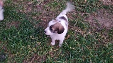 купить щенок лабрадора: Щенки метисы, возраст 1 месяц. папа бишкекская овчарка, мама — 4