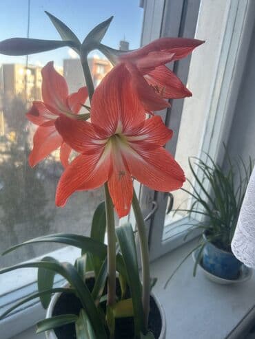 Кара-Балта.Продаю шикарный цветок Амаралис,только что расцвел.На