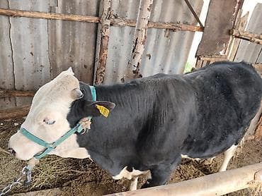 экзотические животные купить: Продаю | Бык (самец) | Для разведения | Привязанные — 3