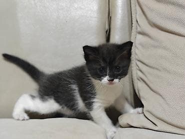 британские котята характер: 1 месяц, Девочка, Биколор, Приучена к лотку — 6