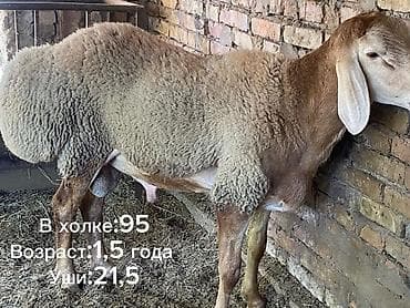 рабочий ат: Продаю | Баран (самец) | Арашан — 4