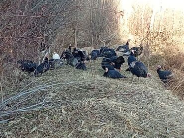 купить кошку бишкек: Продаю | Индюк (самец) | Для разведения | Племенные — 10