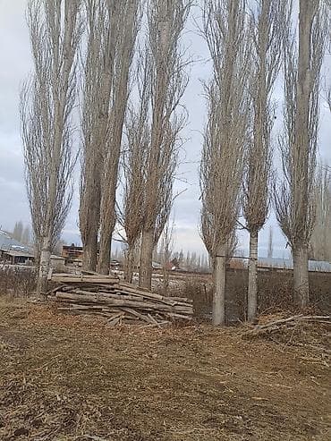 куда продать чеснок: Дрова Тополь — 1