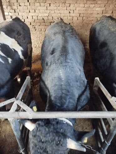 продам бу оборудование для птицефабрики: Продаю | Бык (самец) | Алатауская | На откорм | Привязанные — 2